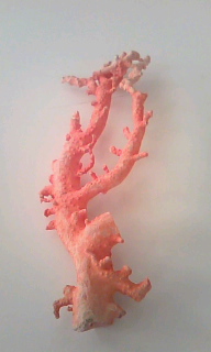 宝石珊瑚