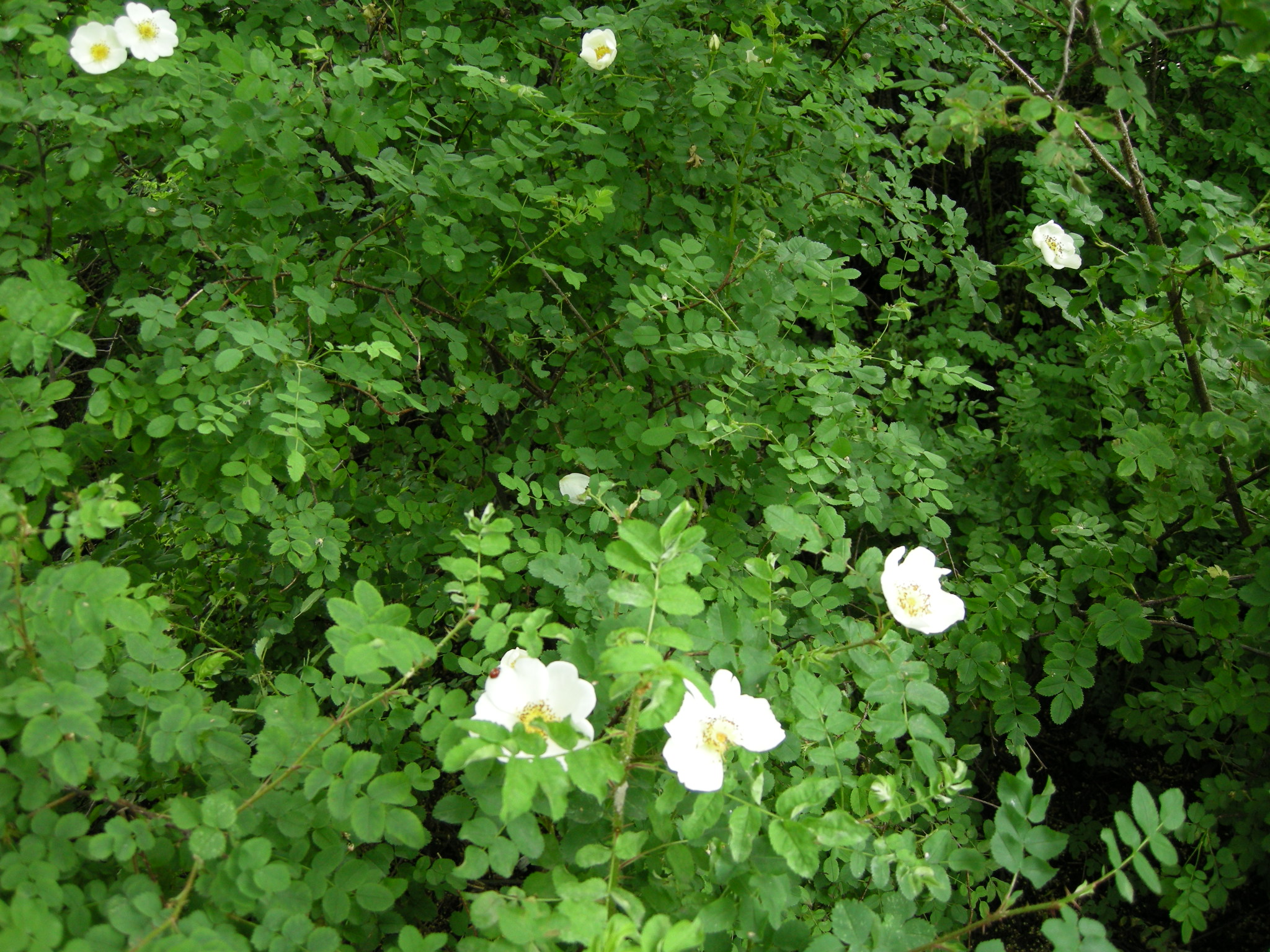 フィンランド　白い花